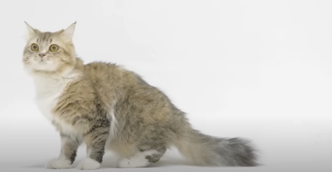 Why Does My Cat Hug My Arm? KittenWiki