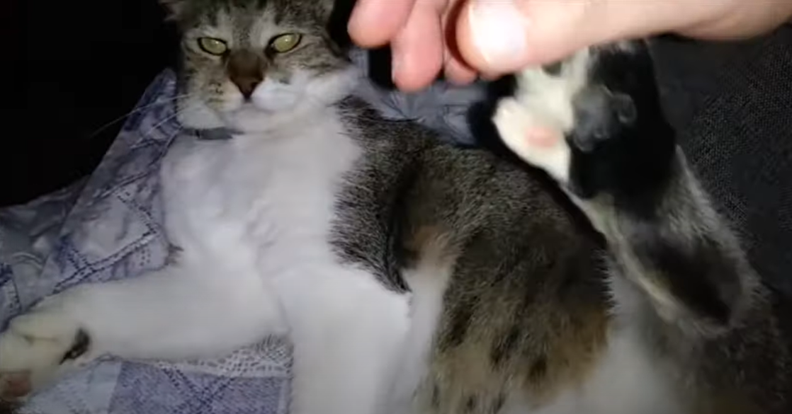 Why Does My Cat Bite My Chin? KittenWiki