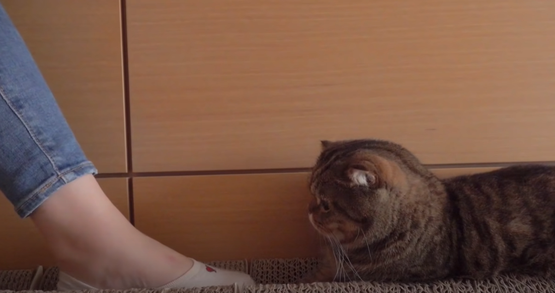 Why Do Cats Like Feet? KittenWiki