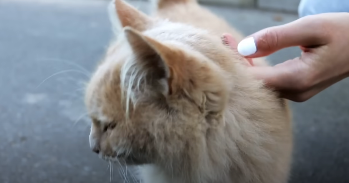 Why Does My Cat Hold My Hand? KittenWiki