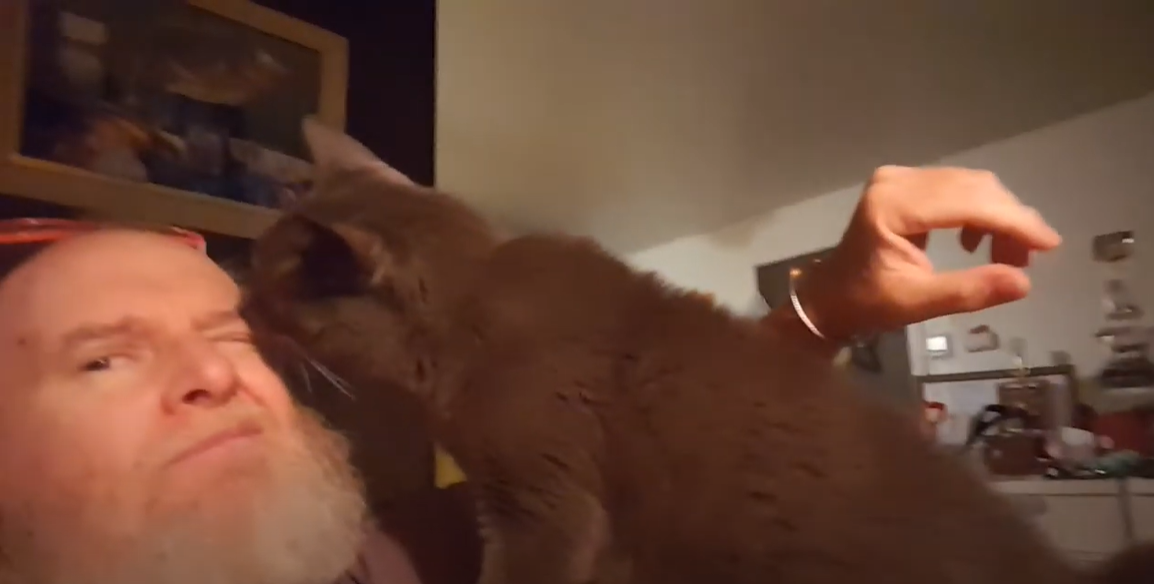 Why Does My Cat Lick My Eye? KittenWiki