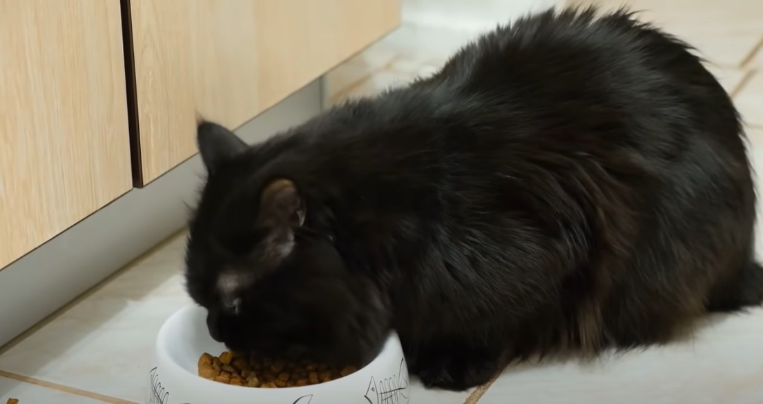 Why Does My Cat Watch Me Eat? KittenWiki