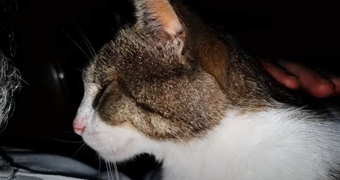 Why Does My Cat Lick My Dog? KittenWiki