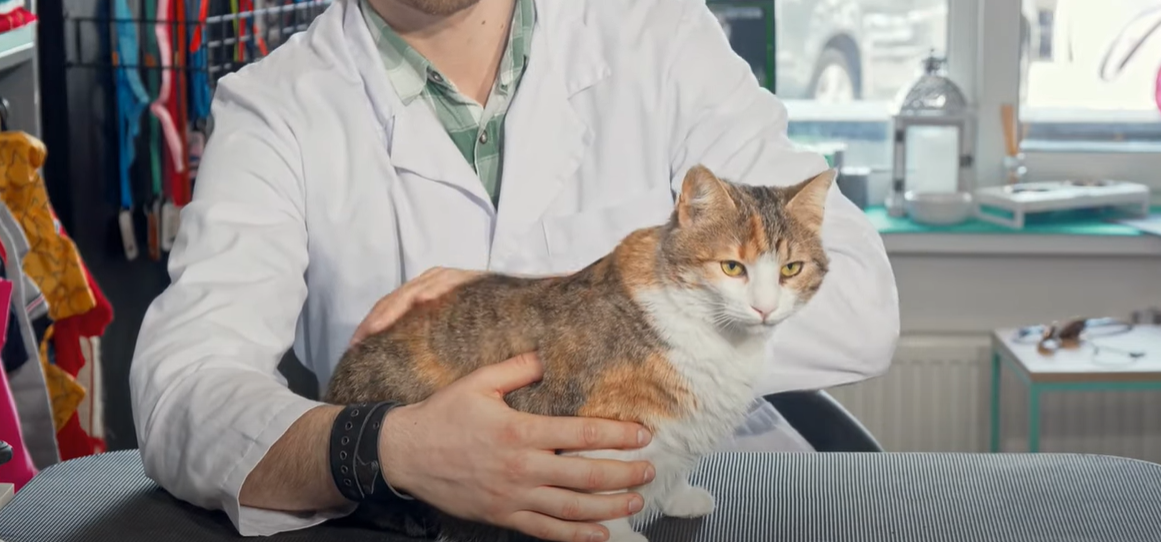 Why Does My Cat Meow When I Pick Her Up? KittenWiki