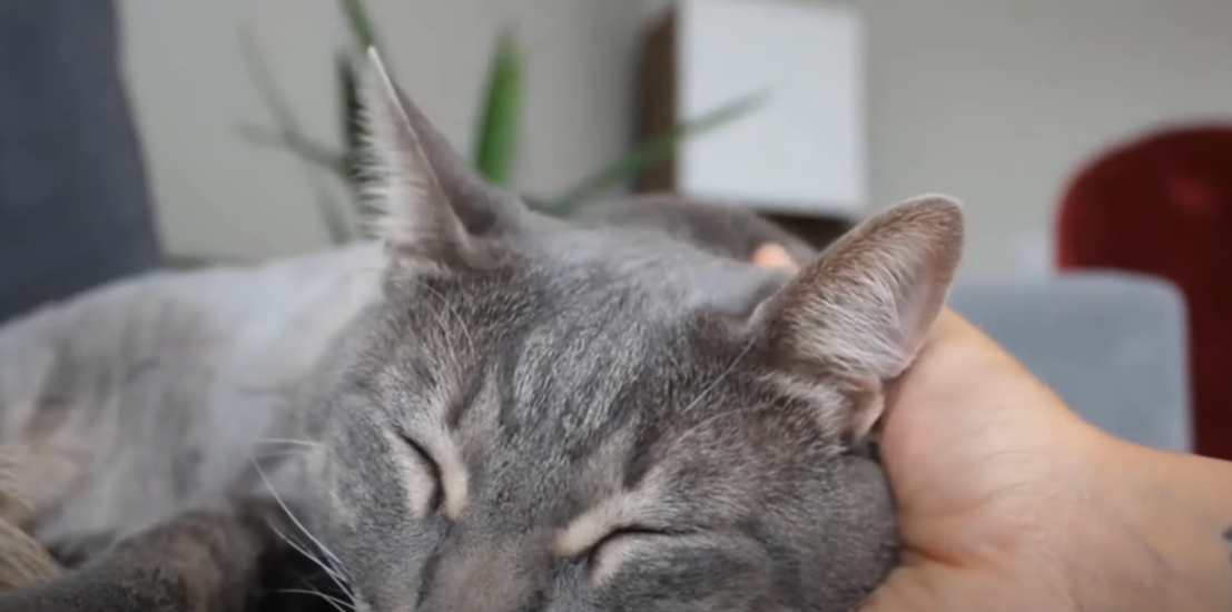 Why Does My Cat Sleep Between My Legs? KittenWiki