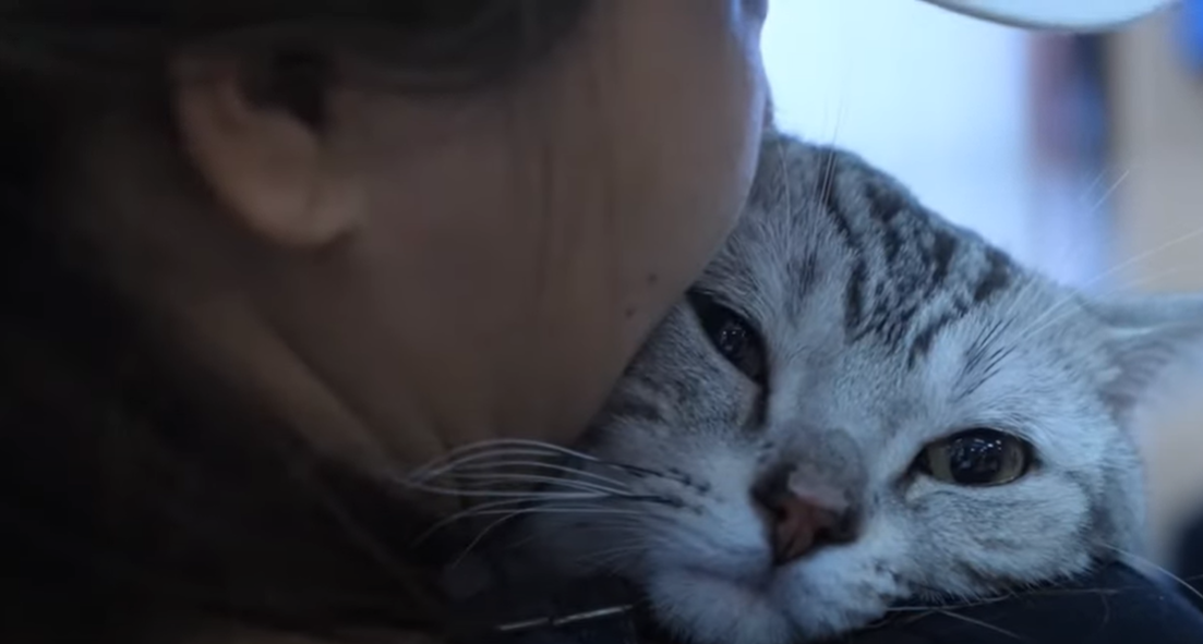 Why Is My Cat Obsessed With My Face? KittenWiki