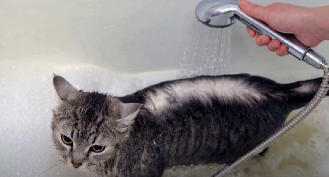 Why Does My Cat Watch Me Shower? KittenWiki