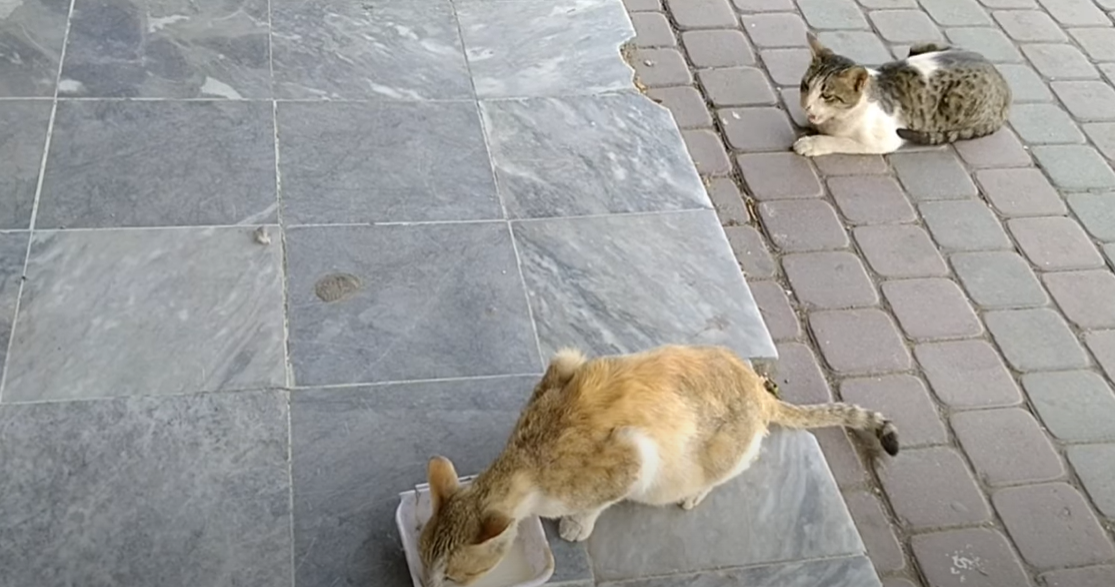 Why Is My Cat Licking the Floor? KittenWiki