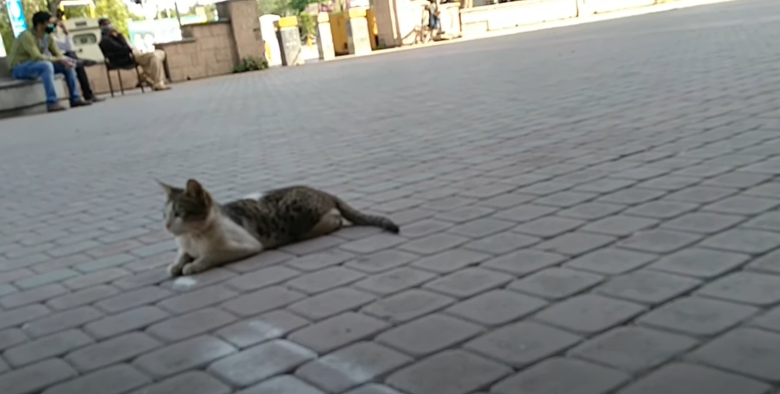 Why Is My Cat Licking the Floor? KittenWiki