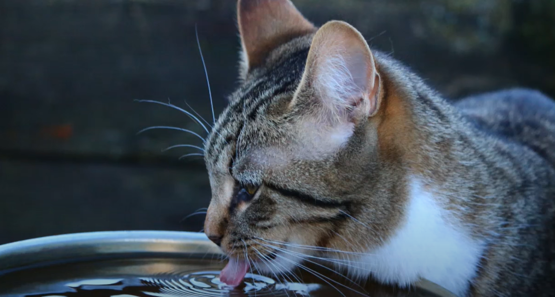 Why Does My Cat Cough After Drinking Water? KittenWiki