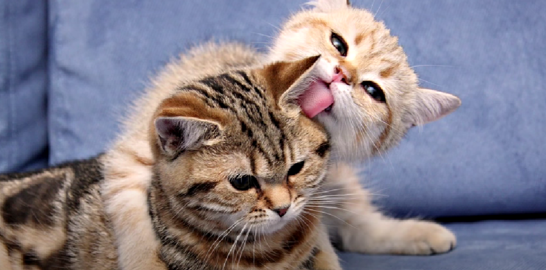 Are Febreze PlugIns Safe for Cats? KittenWiki