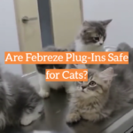 Are Febreze Plug-Ins Safe for Cats?
