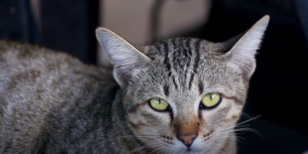 Are Febreze PlugIns Safe for Cats? KittenWiki