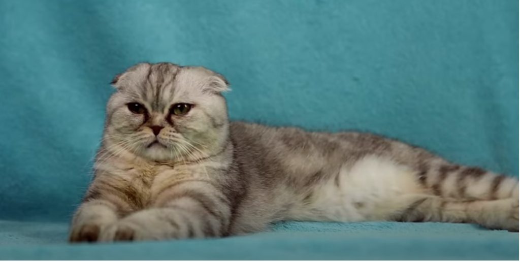 Are Febreze PlugIns Safe for Cats? KittenWiki