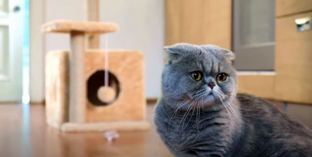 Are Febreze PlugIns Safe for Cats? KittenWiki