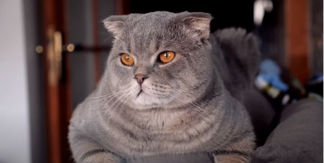 Are Febreze PlugIns Safe for Cats? KittenWiki