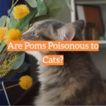 Are Poms Poisonous to Cats?