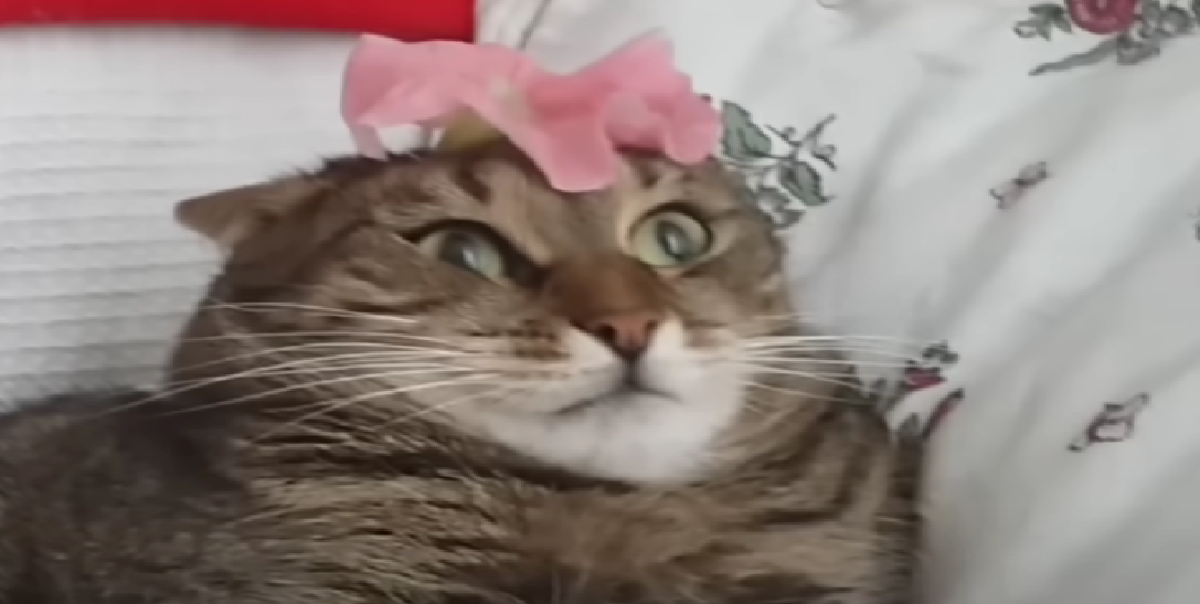 Are Poms Poisonous to Cats? KittenWiki