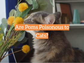 Are Poms Poisonous to Cats?