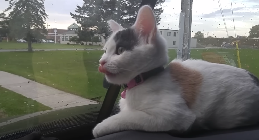 Are Poms Poisonous to Cats? KittenWiki