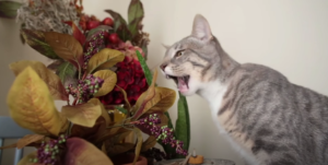 What Happens When A Cat Eats A Pom?