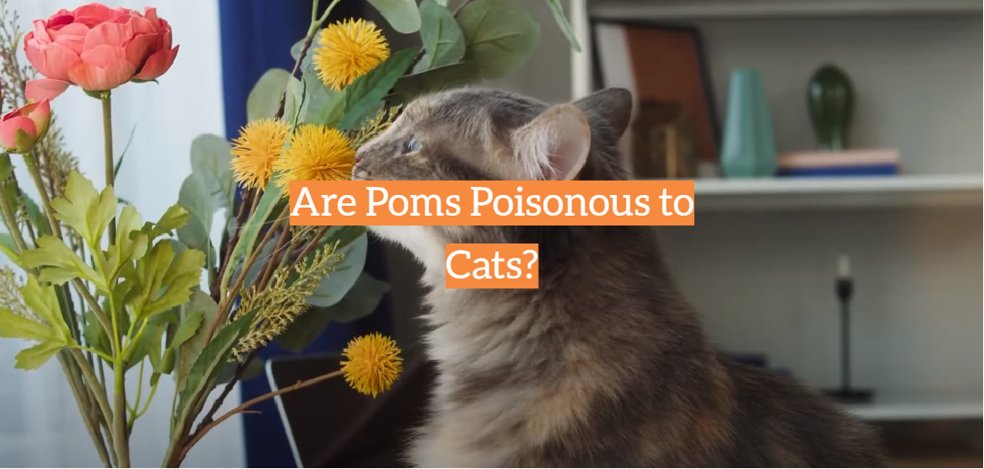 Are Poms Poisonous to Cats?