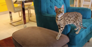 Bengal cats and the Filial scale
