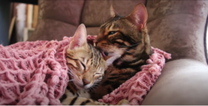 Bengal Cat Care and Maintenance