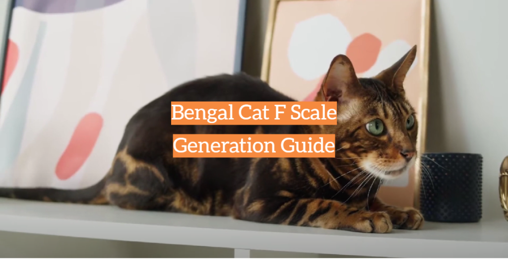 Bengal Cat F Scale Generation Guide KittenWiki