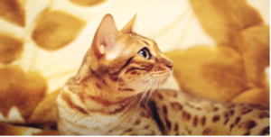 Bengal Cat Overview