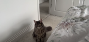 Maine Coon Overview