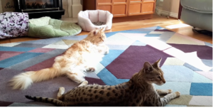 What Are the Differences Between Bengal Cats & Maine Coons?