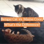 Bengal Cat vs. Maine Coon: What’s the Difference?