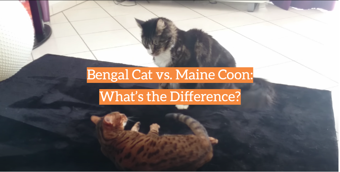 Bengal Cat vs. Maine Coon: What’s the Difference?