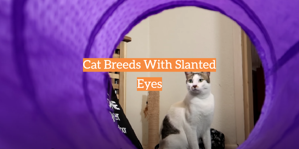 Cat Breeds With Slanted Eyes - KittenWiki