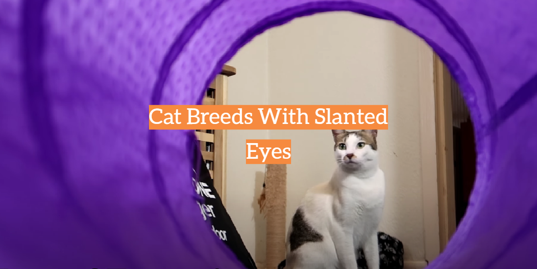 Cat Breeds With Slanted Eyes