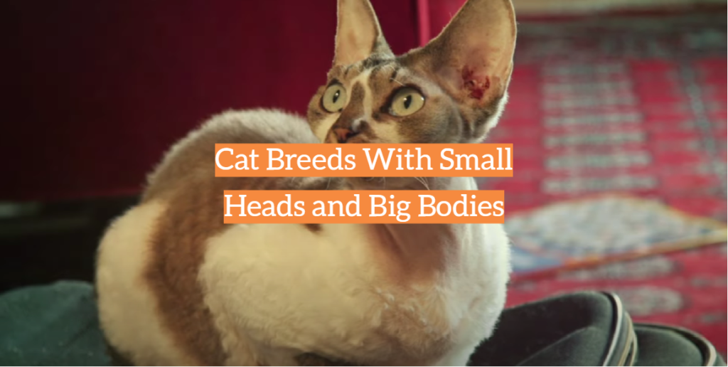 Cat Breeds With Small Heads and Big Bodies KittenWiki