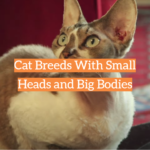 Cat Breeds With Small Heads and Big Bodies