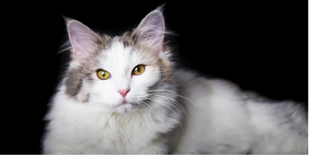 Cat Breeds With Tufts of Fur Between Toes KittenWiki