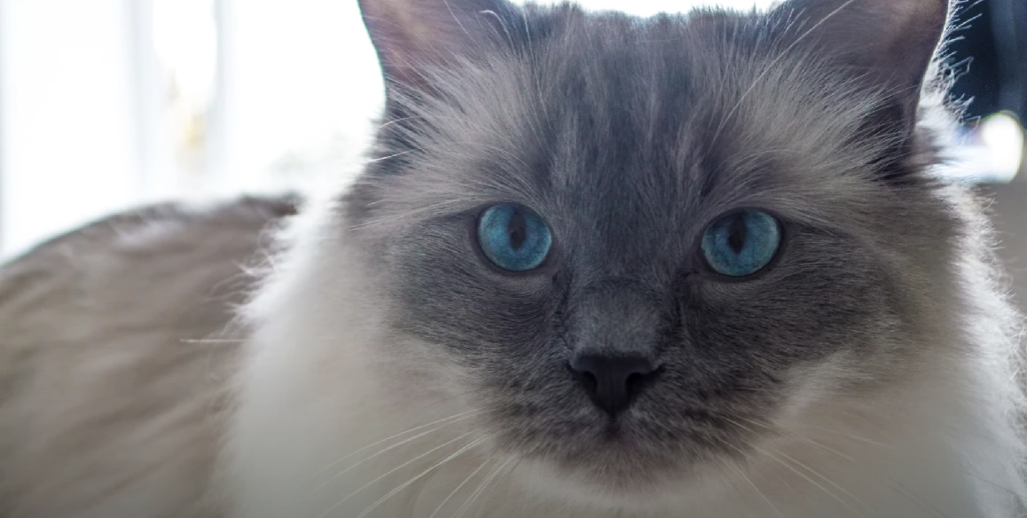 Cat Breeds With Tufts of Fur Between Toes KittenWiki