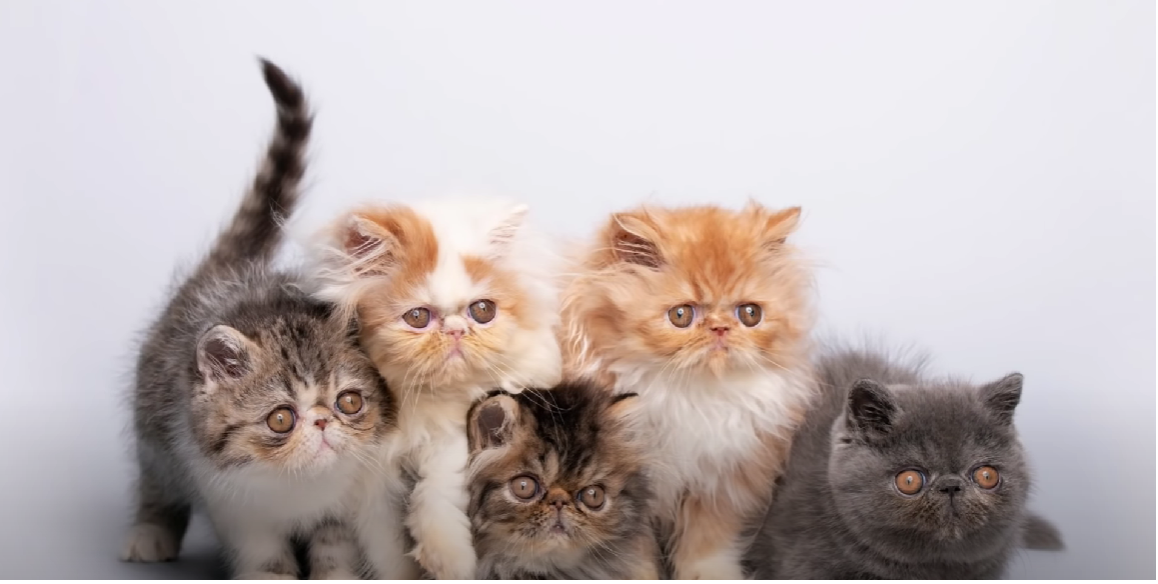 Cat Breeds With Tufts of Fur Between Toes KittenWiki