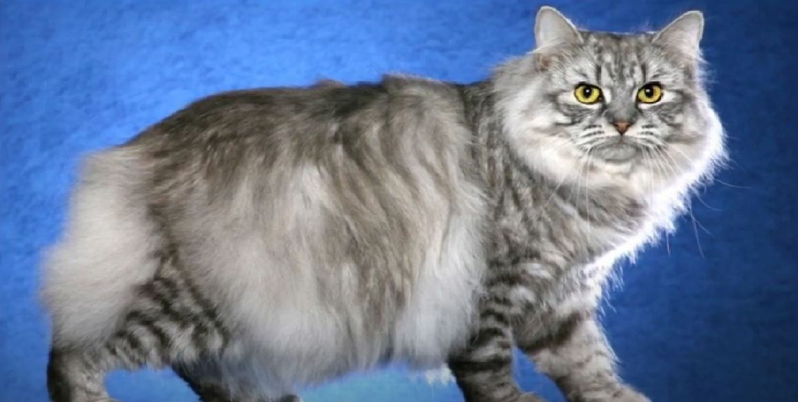 Cat Breeds With Tufts of Fur Between Toes - KittenWiki