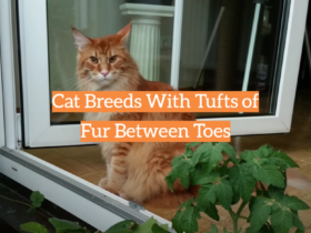 Cat Breeds With Tufts of Fur Between Toes