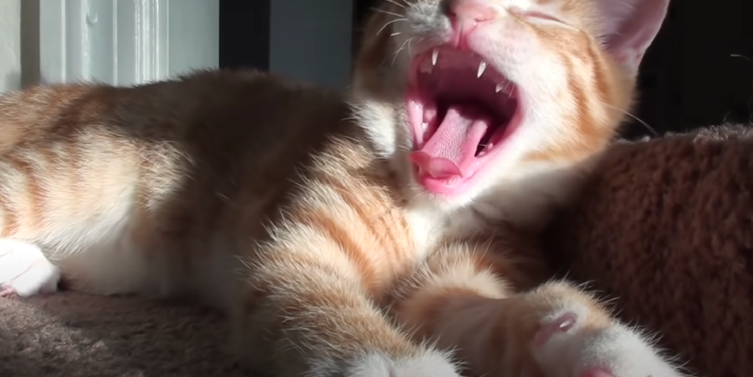 Cat Won’t Stop Meowing in Cage What to Do? KittenWiki