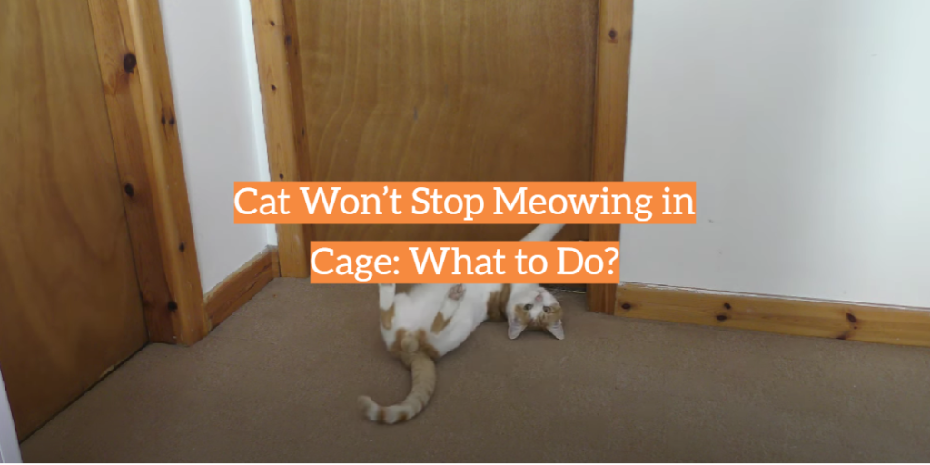 Cat Won’t Stop Meowing in Cage What to Do? KittenWiki