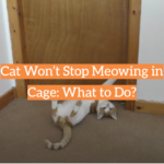 Cat Won’t Stop Meowing in Cage: What to Do?