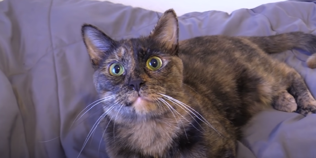 Cat Won’t Stop Meowing in Cage What to Do? KittenWiki