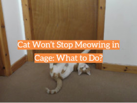 Cat Won’t Stop Meowing in Cage: What to Do?