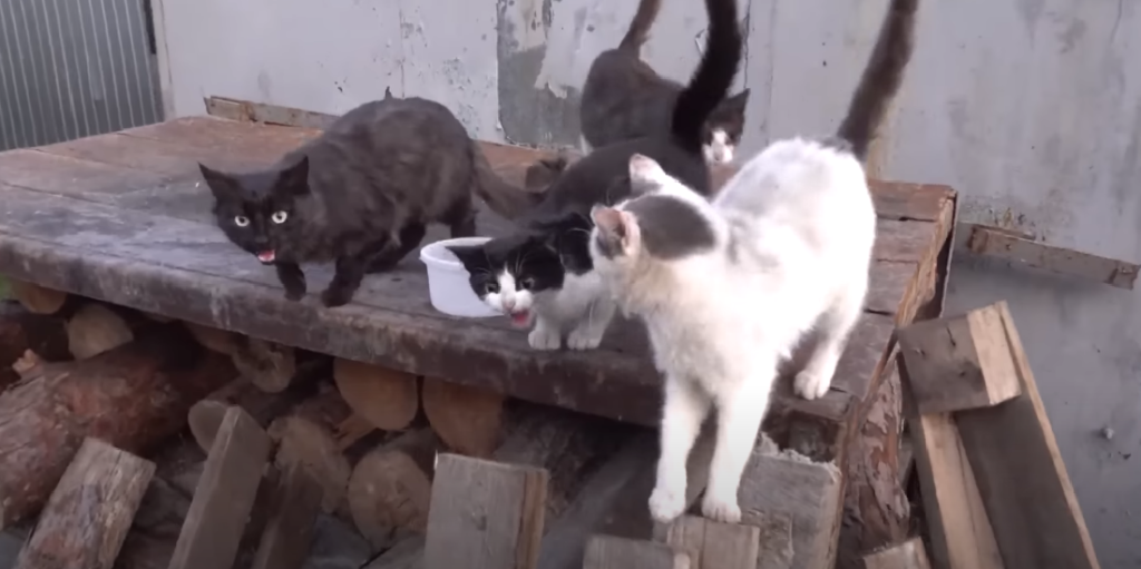 Cat Won’t Stop Meowing in Cage What to Do? KittenWiki