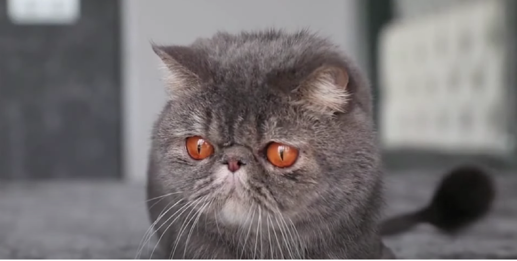 Copper Eyes Cat Breeds KittenWiki